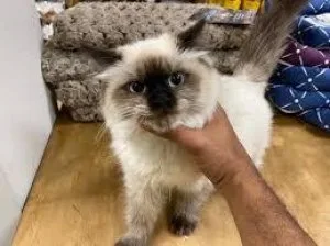 Get adorable ragdoll kittens whatsapp1(424)430-0 354