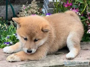 Beautiful shiba inu puppies