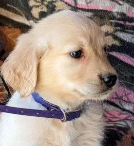 Wonder Golden Retriever puppies today