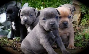 Purebred Staffordshire bull terrir  puppies ready