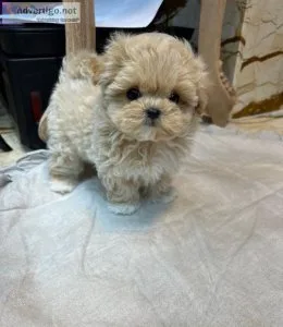 Teacup maltipoo Puppies for Available for  Sale