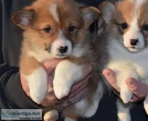 Cute Pembroke Welsh corgi puppies for adoption