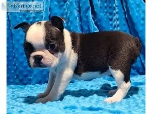 Afectionate Boston Terrier Puppies