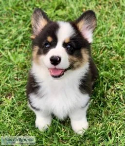 Pembroke corgi puppy Avialable for new home