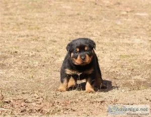 cute Rottweiler Puppies For Xmass