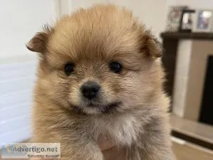 5 Tiny Pomeranian Puppies Ready