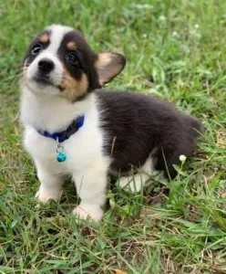 Cute Pembroke Welsh Corgi puppies available now