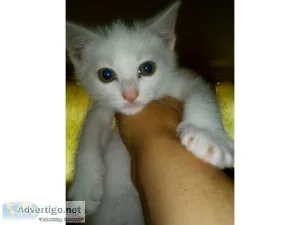 Turkish Angora kittens to a good home