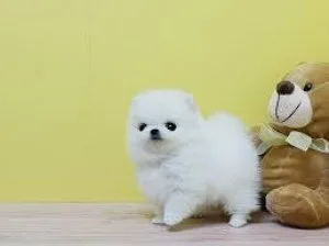 Teacup Pomeranian Puppies for Sale