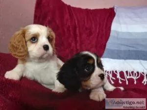 Beautiful Cavalier King Charles Spaniel Puppies