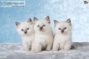 Ragdoll Kittens