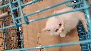 Get adorable persa kittens whatsapp1(424)430-0 354