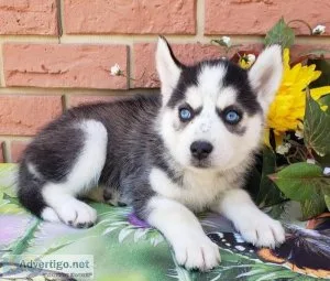 Beautiful Siberian Husky Puppies READY
