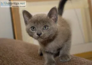 Burmese kitten