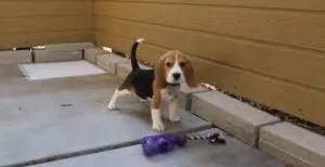 Get adorable Beagle puppies