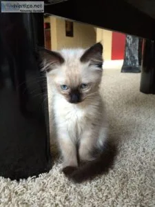 Registered Female Balinese Kittens