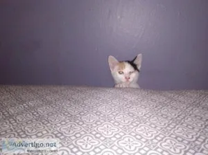 Beautiful Calico short tale