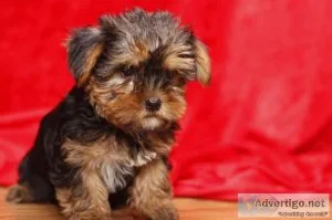 MALE AND FEMALE YORKIE PUPPY