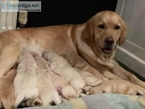 Ready now Golden Retriever puppies