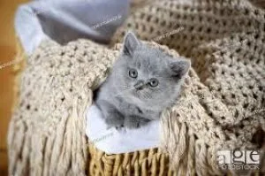 Get adorable british short hair kittens whatsapp1(424)430-0 354