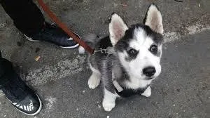Get adorable husky puppies whatsapp 1(424)430-0354