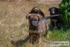 Purebred German Shepherd puppies
