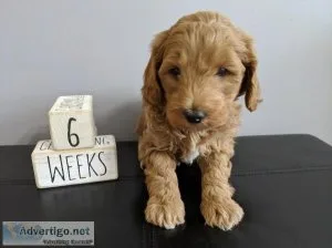 Mini Goldendoodle