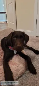Chocolate Labradoodle