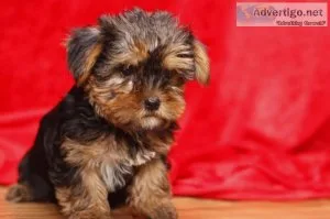 MALE AND FEMALE YORKIE PUPPY