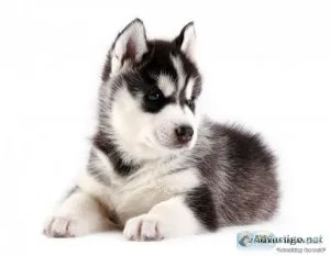 George-Siberian Husky Pups