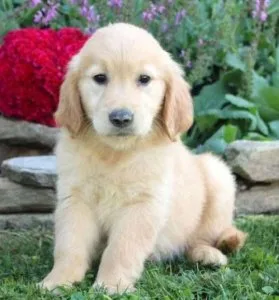 a sweet Golden Retriever puppy