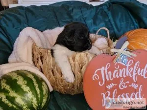 AKC Newfoundland Puppies