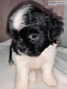 ShihTuz puppy
