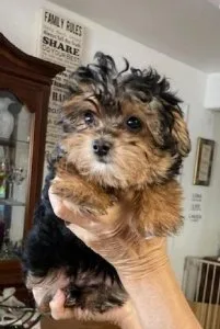 Adorable Tiny Female Yorkie
