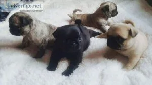 Super Adorable Pug Puppies