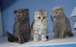 Scottish fold kittens for sale