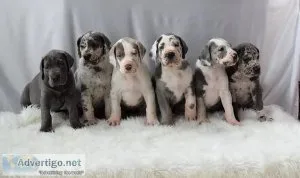 Stunning AKC Great Dane babies
