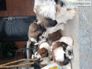 Shih tzu