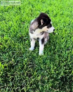 Huskies