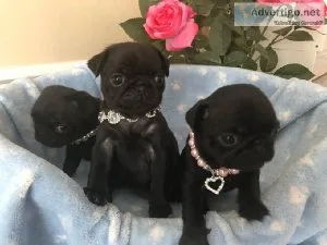 Very Playful Pug Puppies