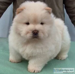 Chow Chow Puppies For Sale