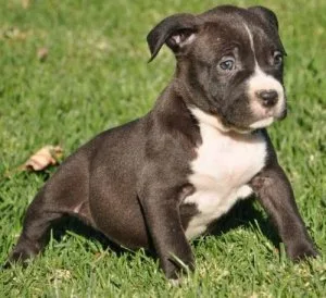 Pitbull Puppies ready
