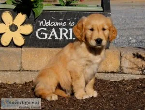 Golden Retriever Puppy Jessie