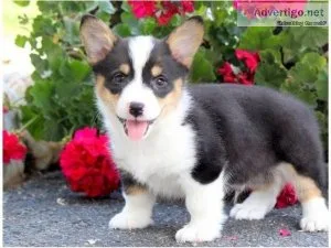 Cute Pembroke Welsh corgi puppies for adoption