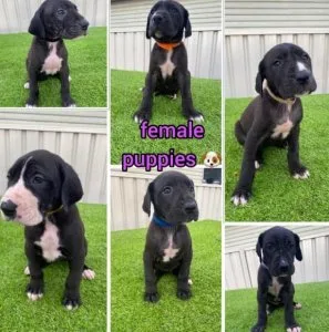 trujt male and female Great Dane puppies