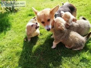lover and a hobby breeder of Corgi