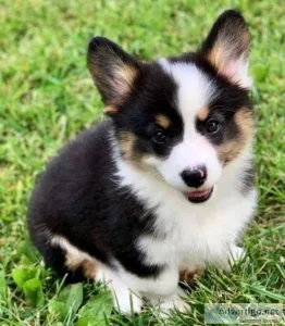 We only have two beautiful male puppies looking for their new ho
