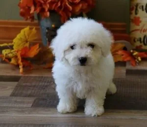 Teacup Bichon Frise puppies for sale
