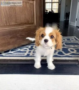 Cavalier King Charles Spaniel Puppies For Sale