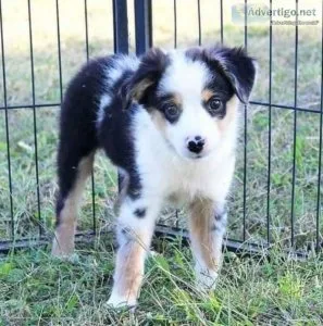 Lovely Australian Shepherd Puppies